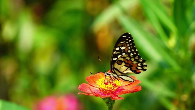 Thai beautiful butterfly on meadow flowers nature outdoor