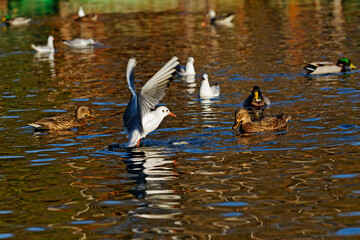 Mouettes et canards à la surface d'un étang en automne