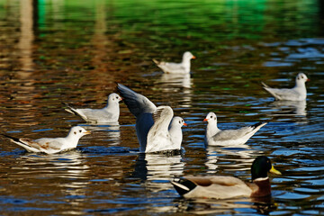 Mouettes à la surface d'un étang en automne