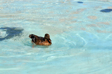 Fototapeta premium Canard à la surface de l'eau