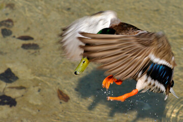 Canard colvert se posant