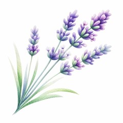 Watercolor lavender clipart with delicate purple flowers and green stems. watercolor illustration, Purple summer flower. Vintage garden. Botanical clipart. Hand painted illustration for greeting card.