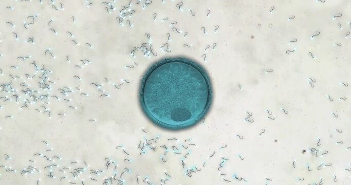 Animation of simulated microscope footage of sperm swimming towards egg.