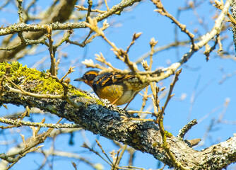 Varied thrush bird on a branch