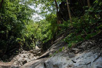 Fototapeta premium travel in nature concept with waterfall and tree in tropical forest