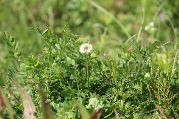 草原に咲く１つの白い花