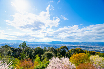 京都　東山区から望む満開の桜と街並みを一望 - obrazy, fototapety, plakaty