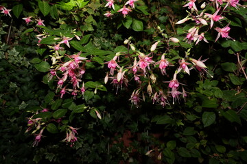 Pink fuchsias produce elegant, bell-shaped flowers with four sepals and four petals. The flowers...