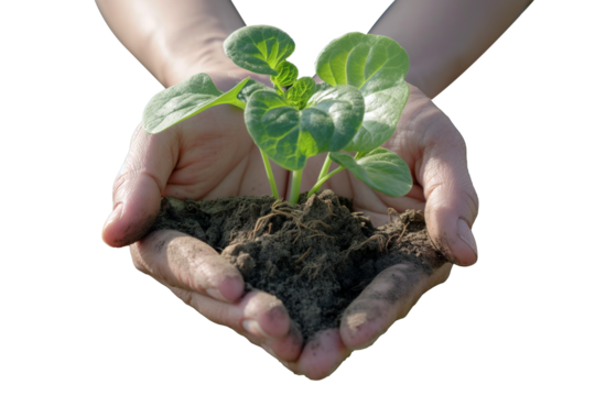 Gardener's hands planting new plants on transparent background
