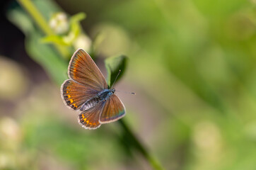 Obraz na płótnie Canvas tiny butterfly with brown wings