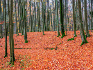 Jesień w lesie buków.