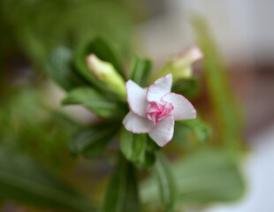 close up of pink flower