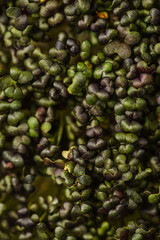 micro-greenery in a wooden box