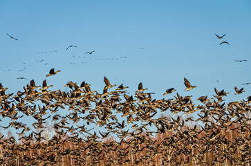 On a spring day, a huge flock of geese rises from the lake
