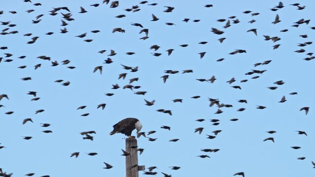 Flock of blackbirds flying past Bald Eagle on a pole as it eats a bird.