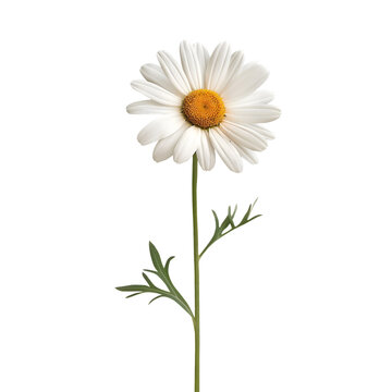 Side view of white daisy flower isolated on transparent background Generative Ai