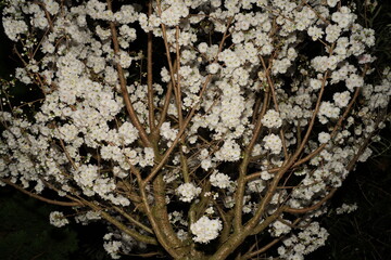 White forsythia, also known as Abeliophyllum distichum, is a deciduous shrub native to Korea. It belongs to the family Oleaceae, which also includes common lilacs and jasmine.  