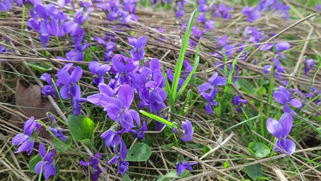 Wild Violet in natural ambient, slight breeze (Viola papilionacea) - (4K)
