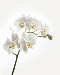 Elegant white orchid, side profile, gentle light, pure white space , professional color grading