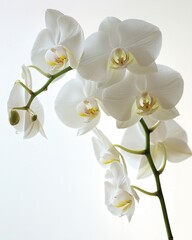 Elegant white orchid, side profile, gentle light, pure white space , professional color grading