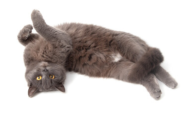 Gray cat lies on a white background - 769388135