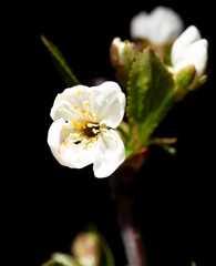 White cherry flowers isolated on black background. Close-up - 769388393