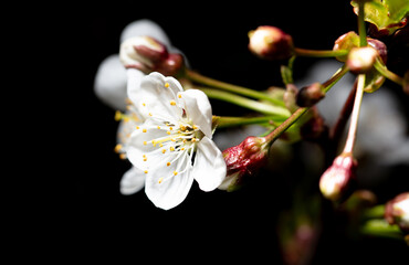 White cherry flowers isolated on black background. Close-up - 769388395