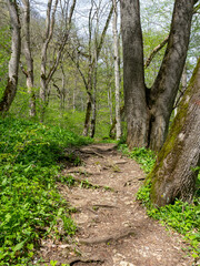 Spring walks in nature on a dirt road leading to the forest.