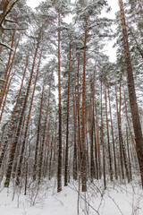 Fototapeta na wymiar Pine trees in the forest in the snow in winter