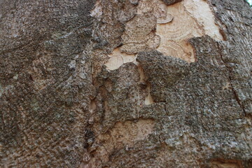 Tree bark texture background. backdrop