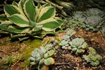 Fototapeta premium Variegated succulents are succulent plants that exhibit variegation in their foliage. Variegation refers to the presence of different colored zones in the leaves or stems of a plant|五色萬代