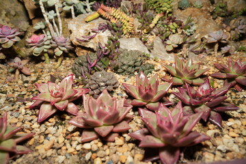 Echeveria agavoides is a species of succulent plant native to Mexico. It is a member of the Crassulaceae family, which includes many popular succulent genera. |厚葉蓮座草