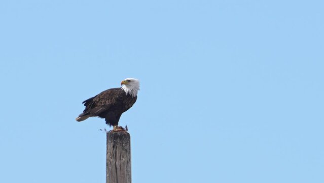 Bald Eagle perched on a pole as it eats a bird up against a blue sky in Utah.
