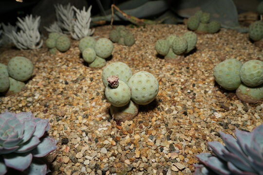 Tephrocactus is a genus of cacti native to South America, particularly Argentina, Bolivia, Chile, Paraguay, and Uruguay. |灰球掌屬
