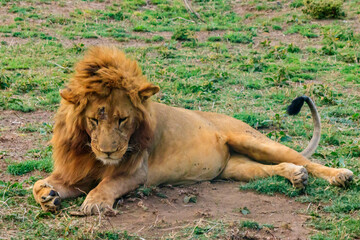 Lion (Panthera leo) lying on grass in savannah in Serengeti National Park, Tanzania