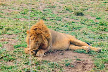 Lion (Panthera leo) lying on grass in savannah in Serengeti National Park, Tanzania
