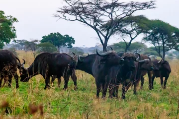 Crédence de cuisine en verre imprimé Parc national du Cap Le Grand, Australie occidentale Herd of African buffalo or Cape buffalo (Syncerus caffer) in Serengeti national park, Tanzania