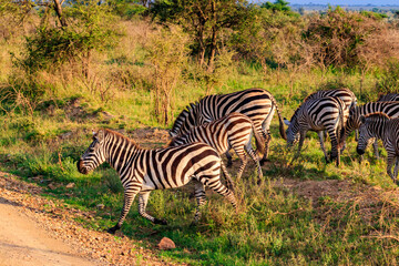 Herd of zebras in savanna in Serengeti national park in Tanzania. Wildlife of Africa