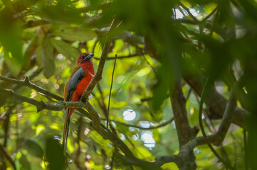 Red-headed Trogon (Harpactes erythrocephalus) perching on a branch in the National Park. Copy space wallpaper.