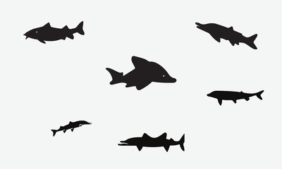 Illustration Beluga Sturgeon fish Black icon design
