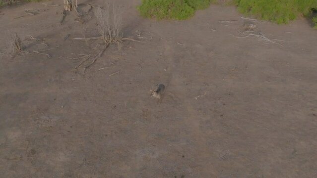 drone shot of a water buck in Tsavo national park Kenya