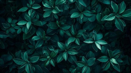 An up-close view of a cluster of lush green leaves against a dark backdrop, showing vibrant shades and intricate details, background, wallpaper - obrazy, fototapety, plakaty