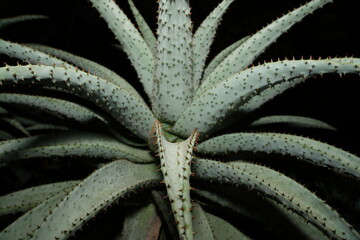 Hechtia marnier-lapostollei forms a rosette of stiff, sword-shaped leaves with sharp spines along...