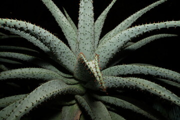 Hechtia marnier-lapostollei forms a rosette of stiff, sword-shaped leaves with sharp spines along...