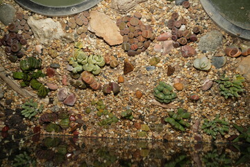 Lithops, or Living Stones, are tiny succulents that mimic the appearance of rocks. Native to...