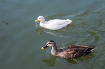 Two ducks swimming on the water