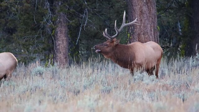 Close up of a bull elk (Cervus canadensis) looking over his harem during rut in Grand Teton National Park, Wyoming
