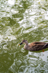Duck swimming on the water