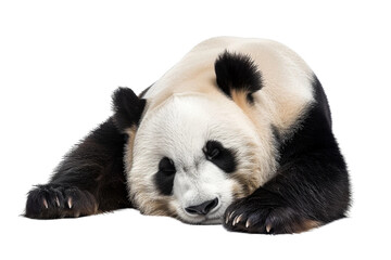 giant panda 18 months old