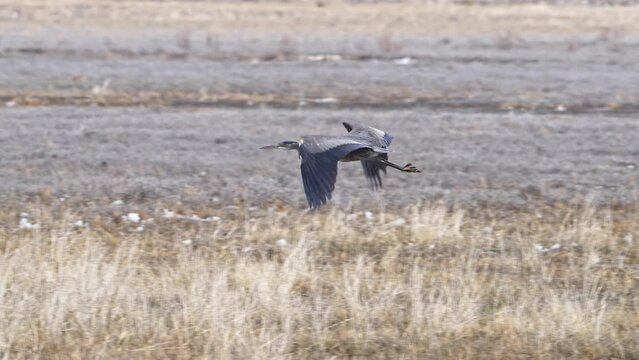 Great Blue Heron flying over dry fields in early Spring in Utah.